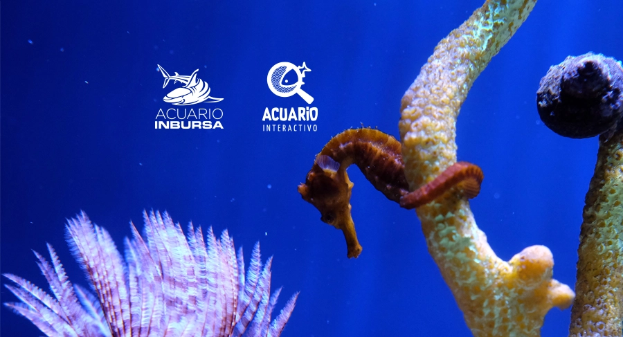 Acuario Inbursa